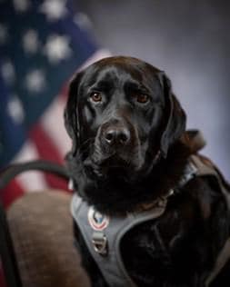 Custom RFID Dog Tag | NFC Pet ID for Facility & Service Dogs