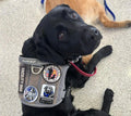 Custom RFID Dog Tag | NFC Pet ID for Facility & Service Dogs